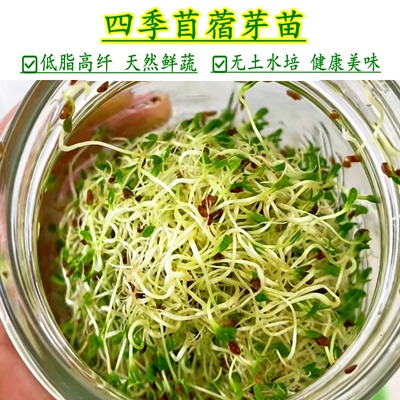 天然碱性紫花苜蓿芽苗高营养
