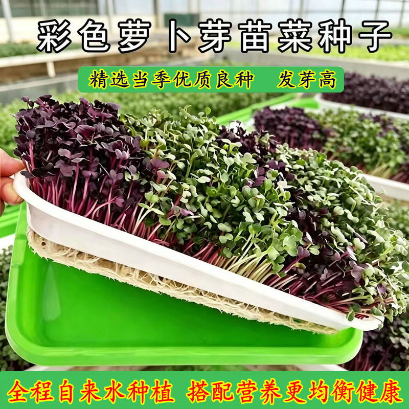 水培紫红萝卜芽苗生吃凉拌火锅