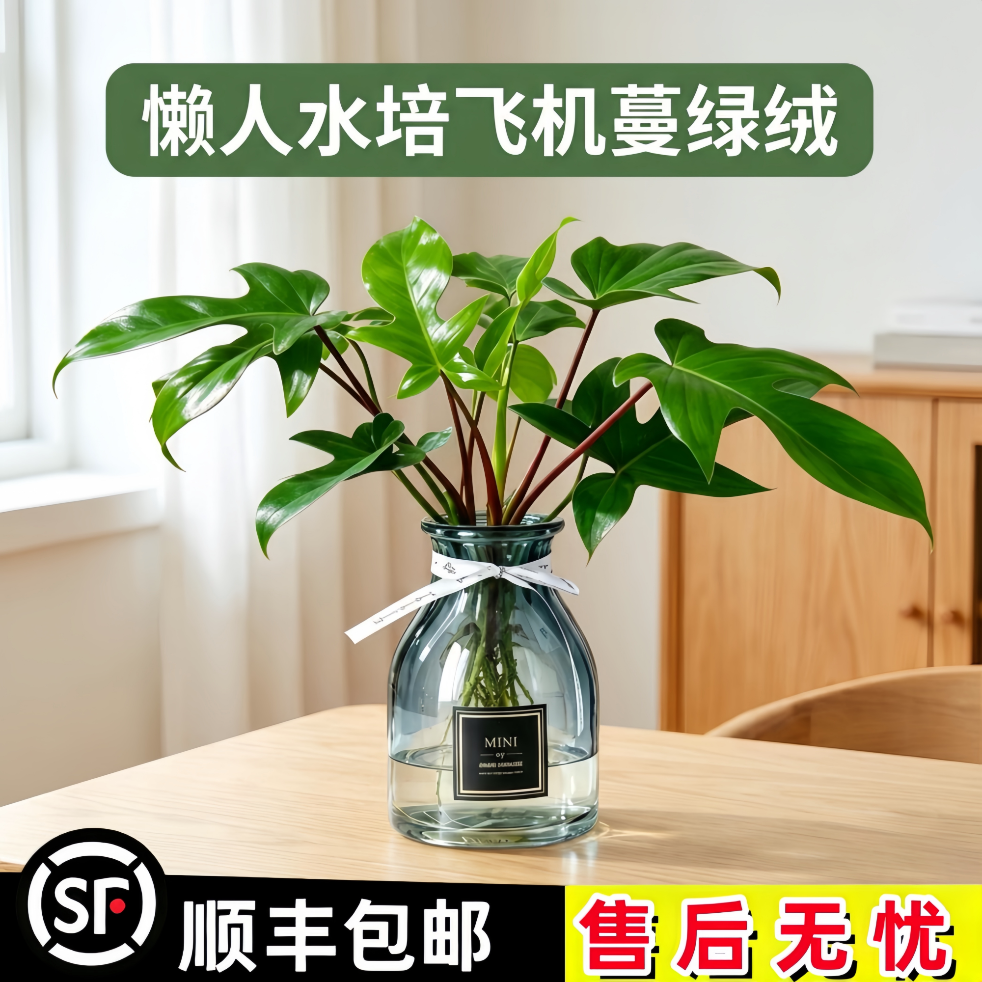 无土水培植物飞机蔓绿绒室内桌面观叶绿植办公室装饰净化空气耐养