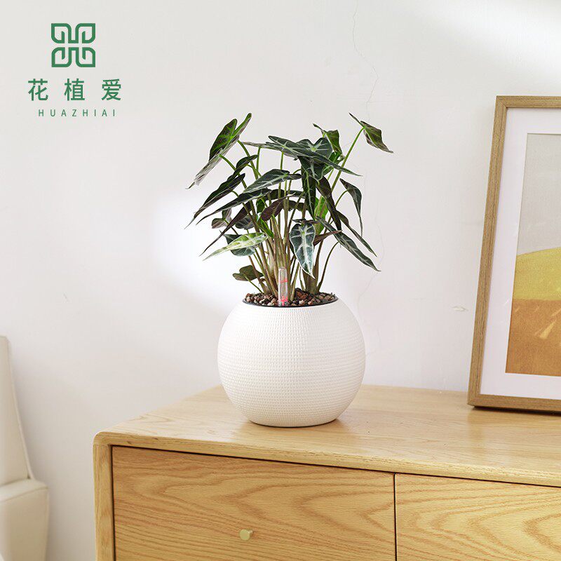 桌面自动吸水懒人花盆仙人球圆形个性创意简约绿箩仿藤编塑料花盆