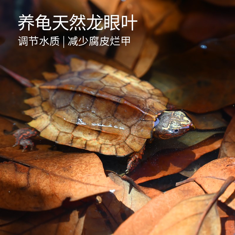 乌龟专用免煮龙眼叶养龟榄仁叶子龟缸造景PH酸碱改善水质腐皮烂甲图片