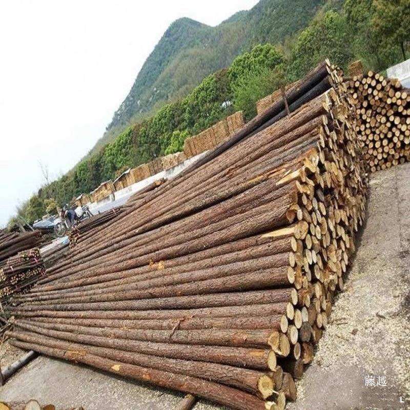 贵州河道打桩木杉木原木桩户外河道驳岸松木木桩实绿化苗木支撑杆