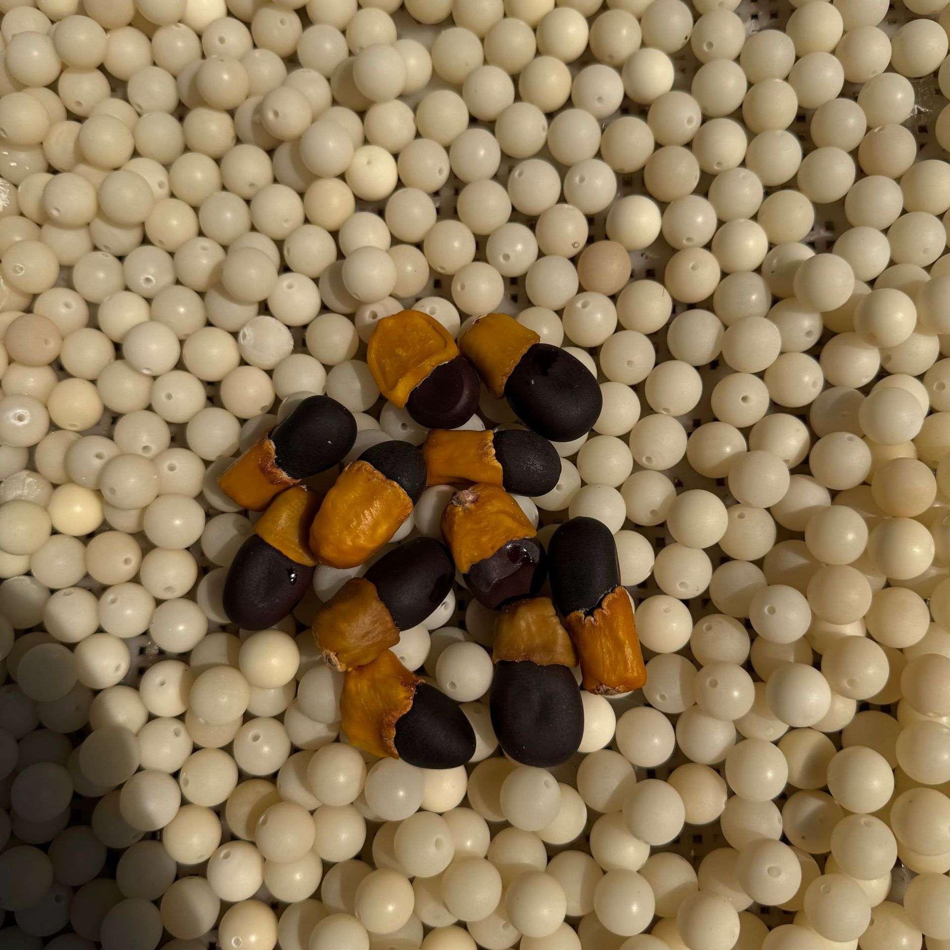 缅茄菩提抛光打蜡按公斤2025年产新缅茄黄头菩提籽