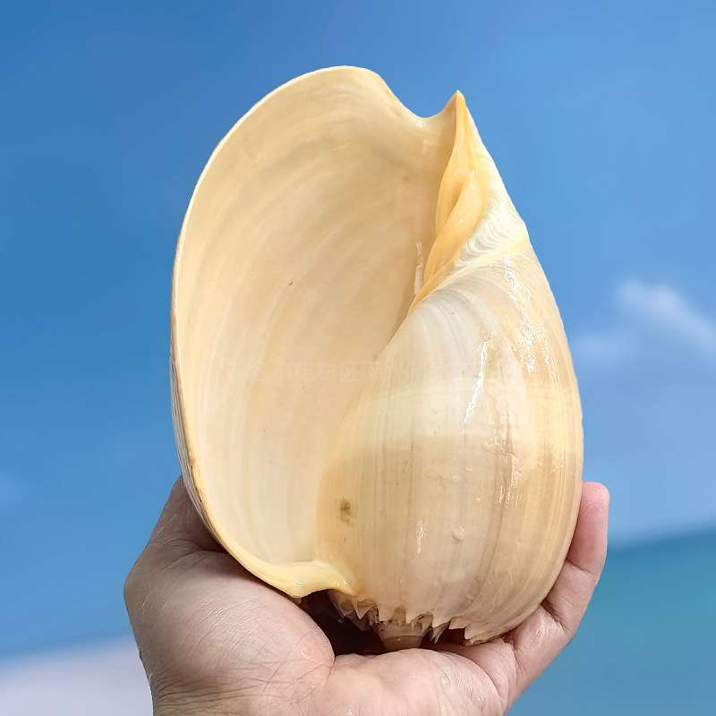 大海螺黄金螺贝壳摆件装饰收藏海螺吹响居家创意多肉绿植盆栽