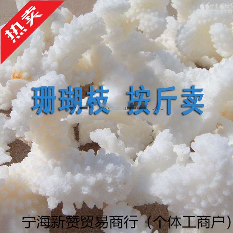 珊瑚石海螺贝壳真珊瑚碎枝鱼缸底部装饰铺底地台装饰一件代发