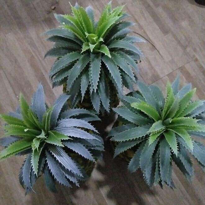 仿真凤梨 塑料菠萝 假菠萝凤梨水果蔬菜模型摄影道具家居橱柜装饰