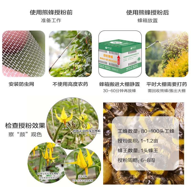 授粉熊蜂雄蜂番茄黄瓜授粉草莓蓝莓授粉约100只(蜂王工蜂)6-8周