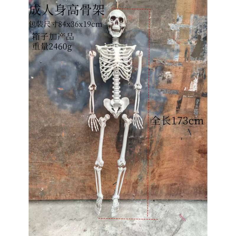 新款170米大骷髅骨架可站立万圣节仿真骨架装饰道具塑料人体骷髅