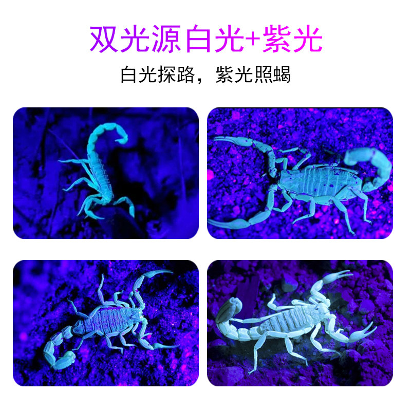 泰中星头戴式蝎子灯照蝎灯强光紫光灯照蝎子专用头灯豆虫灯验钞灯