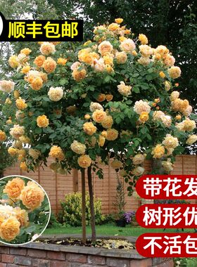 果汁阳台月季棒棒糖树桩带花月季花苗好养开花卉植物庭院蔷薇花苗