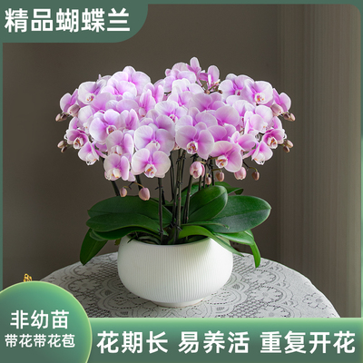 【大盆】金色池塘蝴蝶兰盆栽带花带花苞客厅花卉乔迁鲜花节日礼物