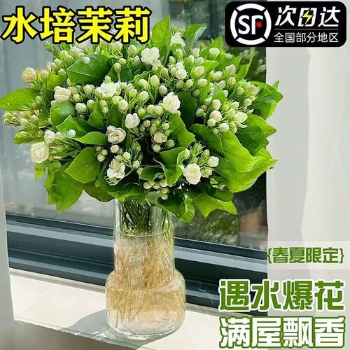 带花发货茉莉花水培植物盆栽办公室内桌面好养懒人鲜花绿植水养