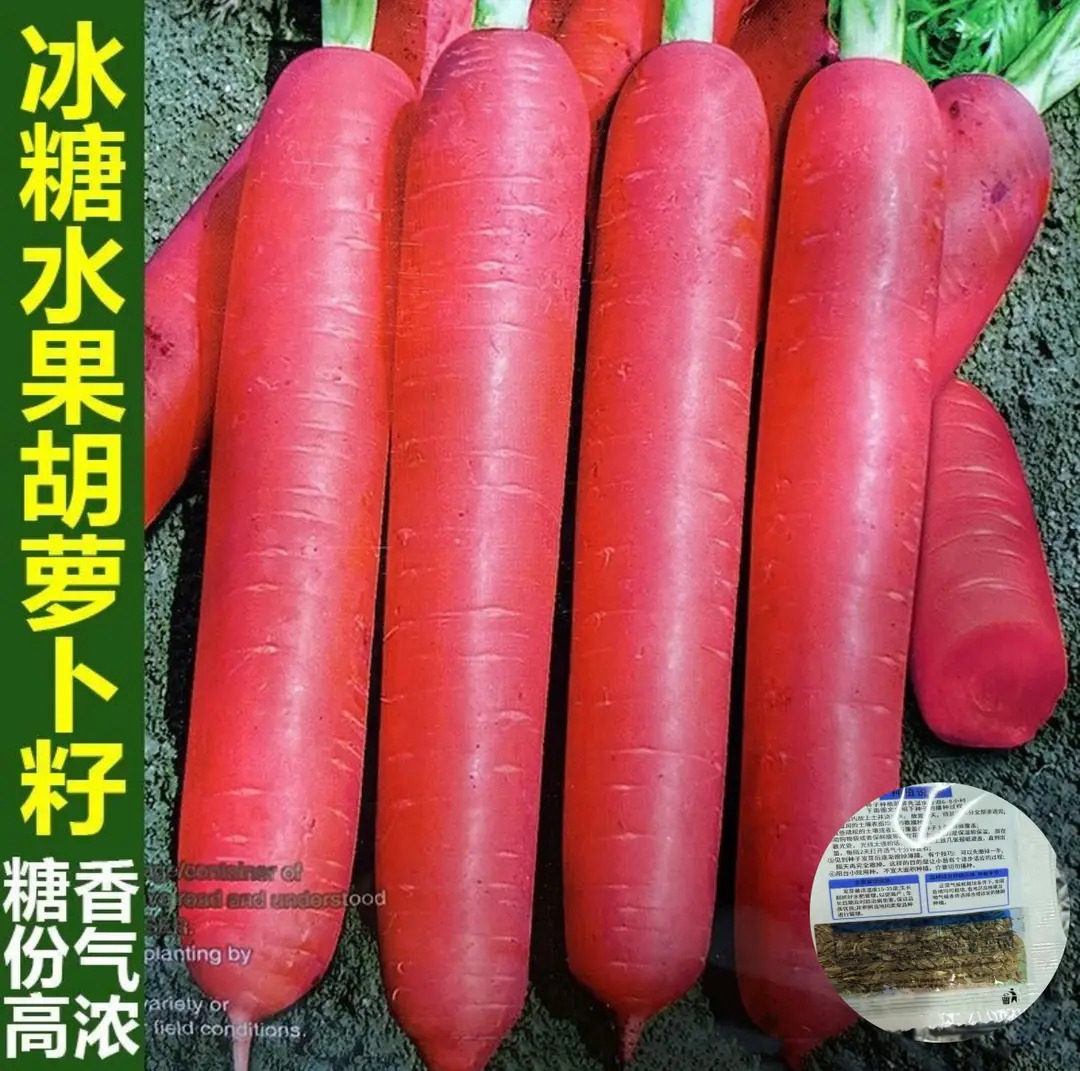 【下单立减50】糖心水果胡萝卜种子波玫瑰红三红胡萝卜种籽甜脆WZ