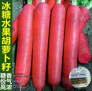 【下单立减50】糖心水果胡萝卜种子波玫瑰红三红胡萝卜种籽甜脆WZ