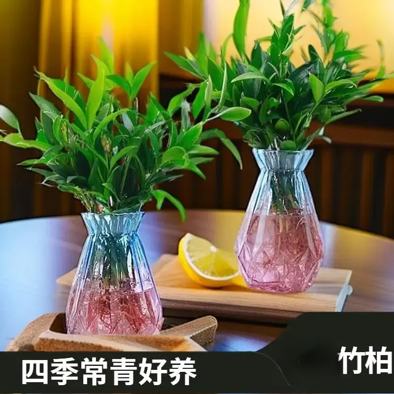 【下单立减50】水培竹柏水养盘裁绿植水培花卉客厅办公四季常青HX