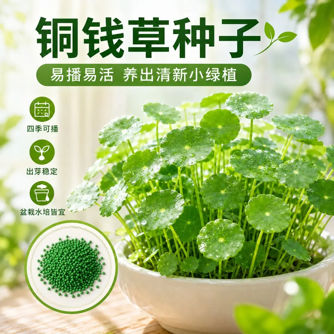 【下单立减50】【铜钱草种子】种植庭院清香怡人耐寒耐热WZ