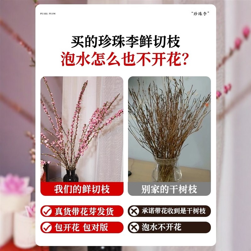 鲜花珍珠李樱花树雪柳鲜枝水培植物桃花卉室内家用插花水养干枝花