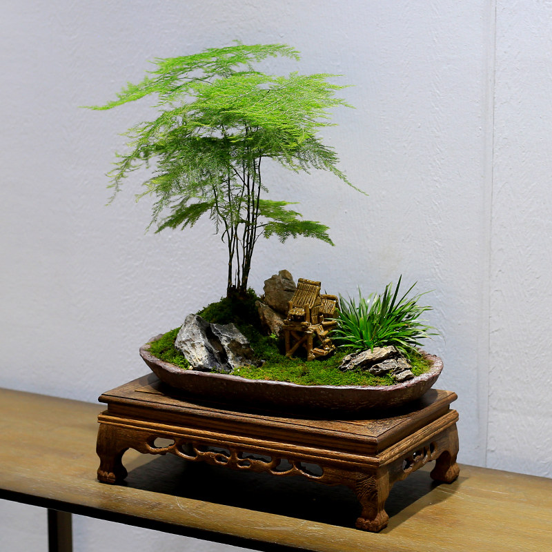 文竹盆栽室内盆景植物云竹客厅办公室桌面新中式高档绿植四季常青
