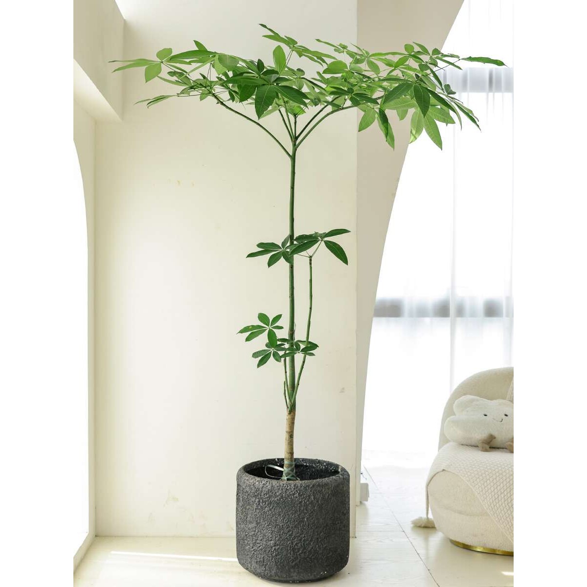 原生发财树盆栽室内植物客厅办公室八方来财玄关造景绿植大型旺宅