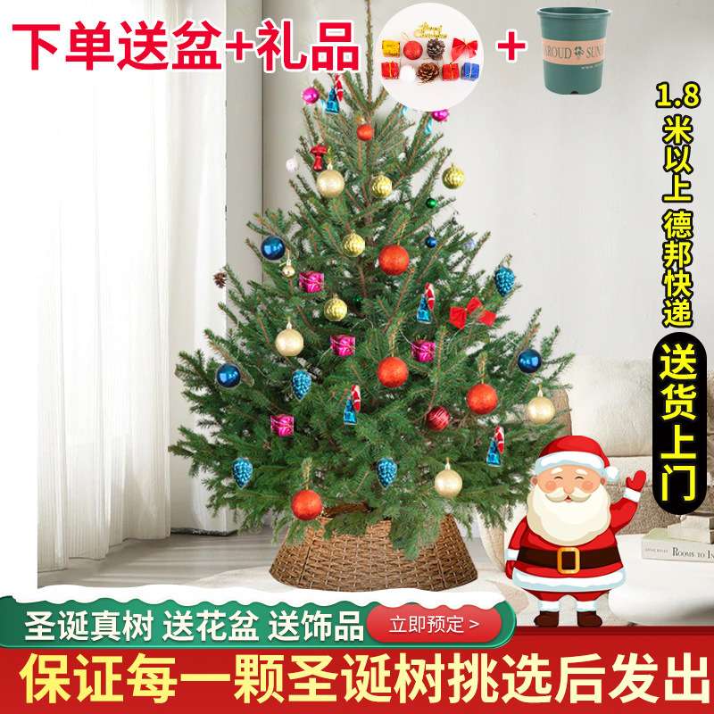 圣诞树诺贝松真的圣诞树真树活的云杉圣诞树盆栽大型小型2024新款