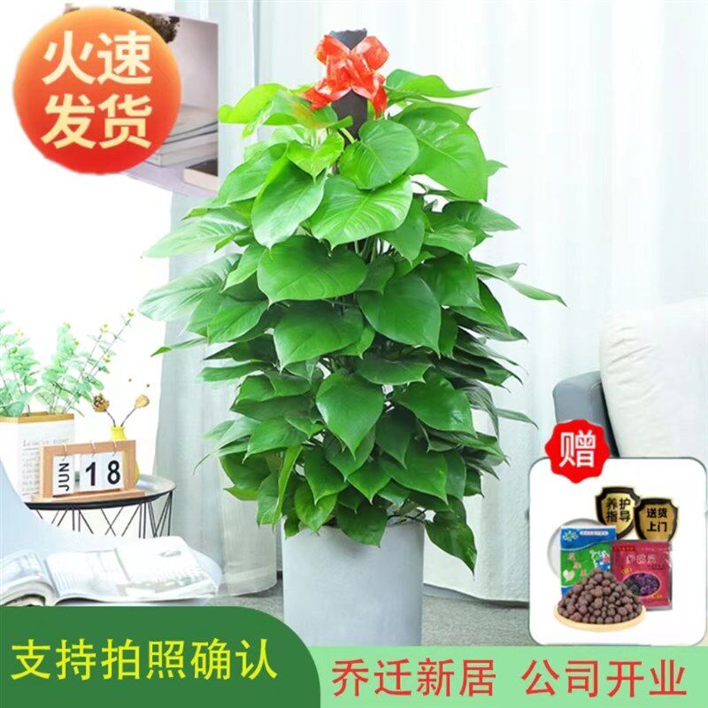 大叶绿萝柱盆栽室内大型植物绿箩客厅好养活绿植好养花卉绿萝柱大