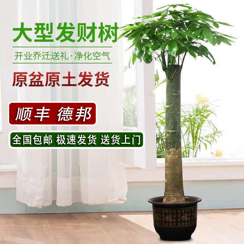 单杆发财树盆栽室内开业植物盆景家庭客厅办公室绿植花卉大型包邮
