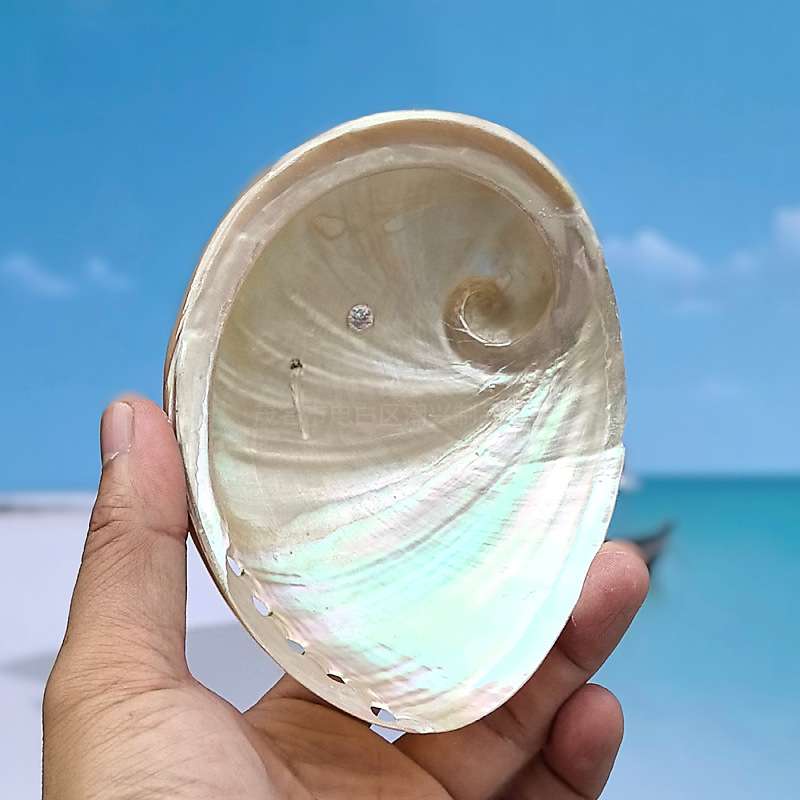 天然海螺澳洲白鲍鱼壳拍照道具鱼缸造景装饰