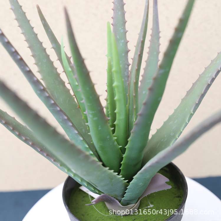 仿真芦荟多肉植物盆栽造景 20叶尖角芦荟塑胶花 家居装饰绿植摆件