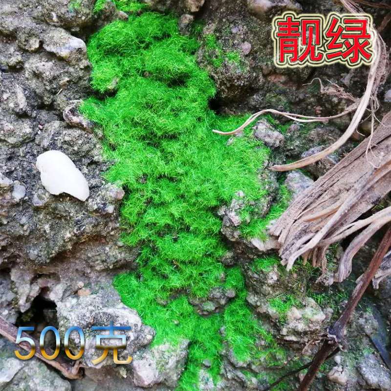 鱼缸沉木造景苔藓仿真假山景观绿植人造草场景装饰微景观模型假草
