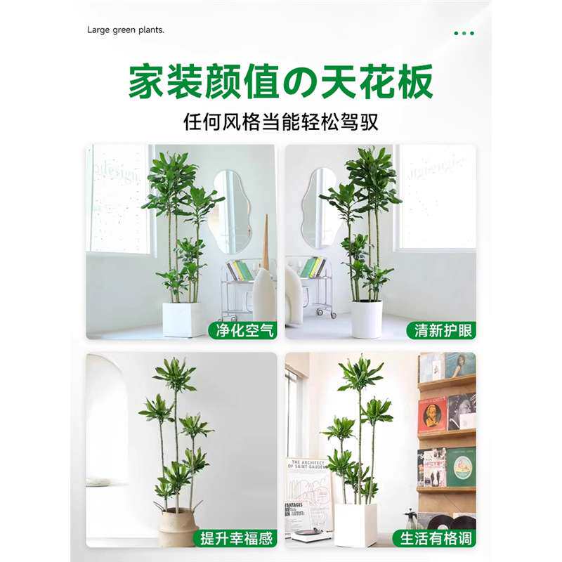 螺纹铁绿植室内大型客厅盆栽办公室植物落地好养龙血树百合竹真树