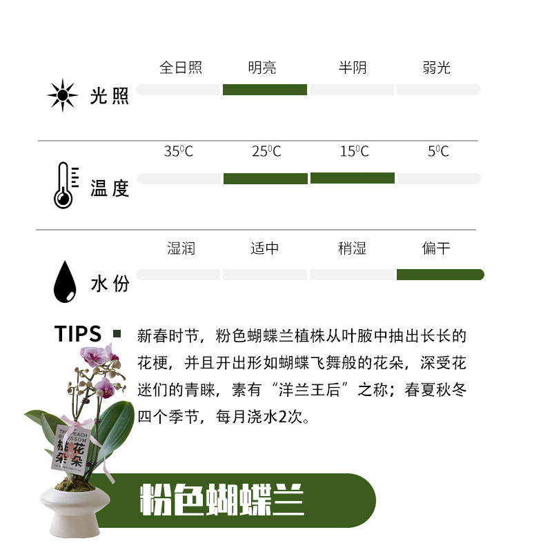 【桃花朵朵】网红植物办公室室内粉色年宵花蝴蝶兰绿植