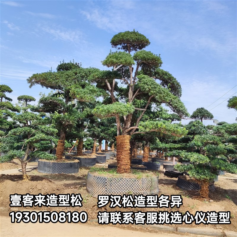 造型罗汉松 迎宾迎客松树苗 庭院造景盆景绿化别墅室外罗汉松大树