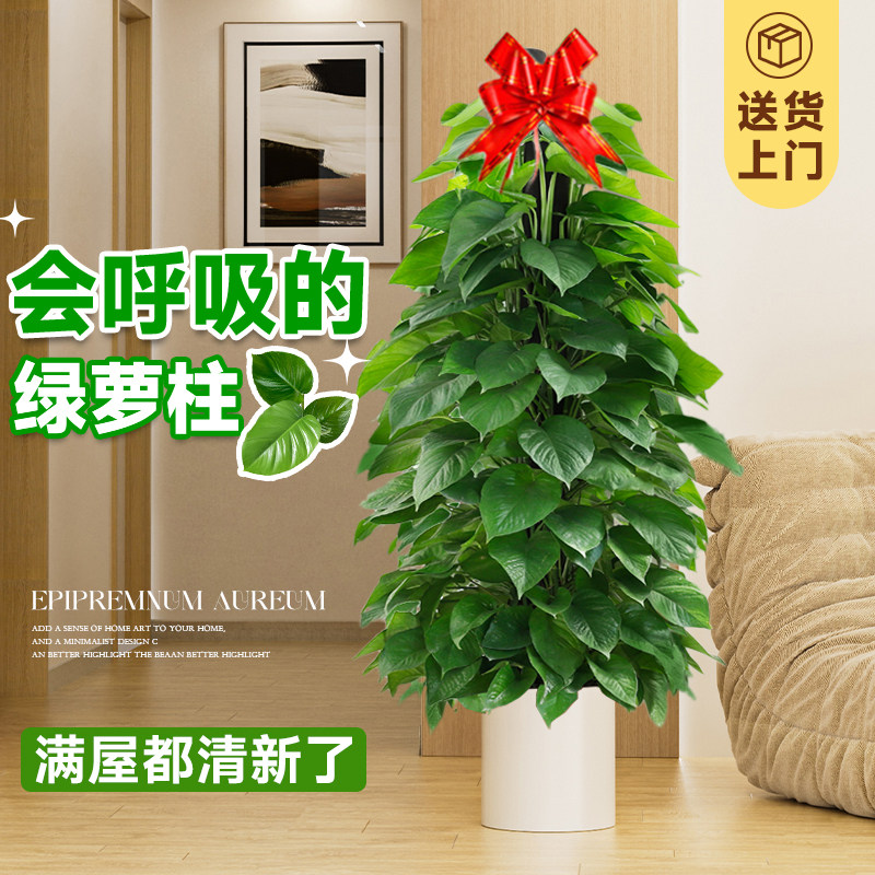大叶绿箩柱盆栽植物室内客厅大花盆绿萝吸除甲醛大型绿植真树摆件