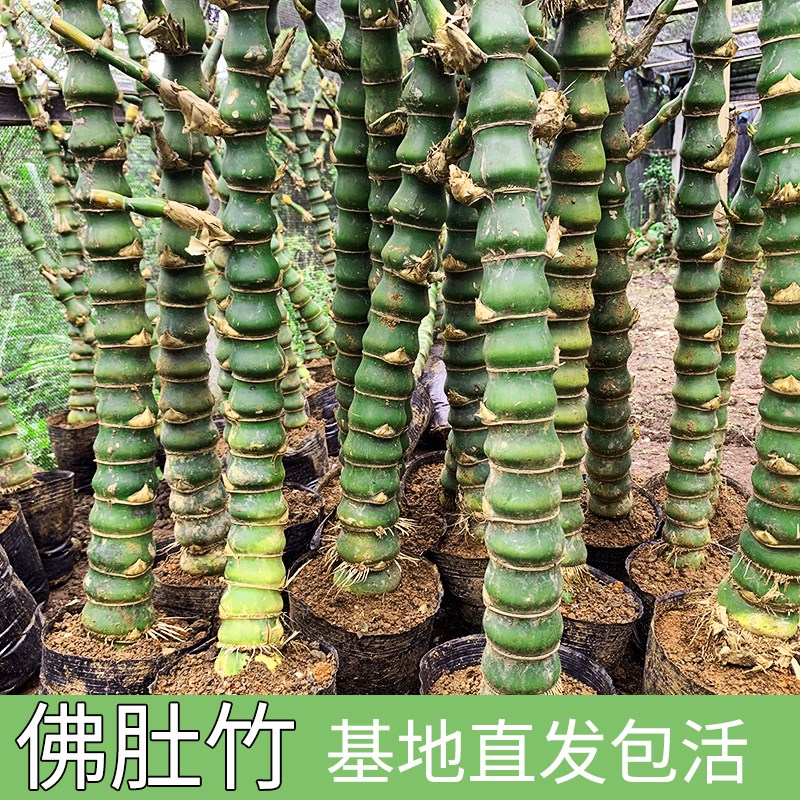 佛肚竹大型盆栽室内客厅盆景绿植庭院富贵竹转运竹四季常青观赏竹