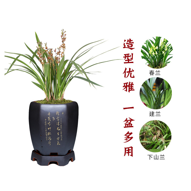 宜兴紫砂兰花盆陶瓷大号精品客厅室内简约高档六角君子兰专用盆