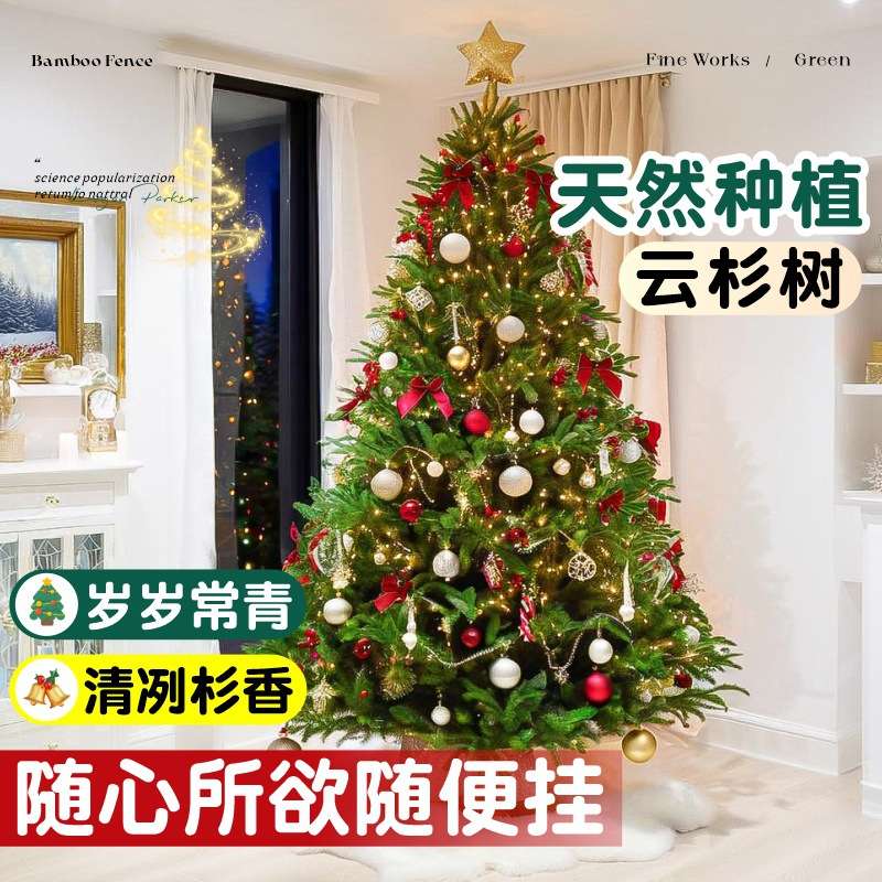 真的圣诞树真树诺贝松挪威云杉盆栽客厅装饰大小型2024新款圣诞节
