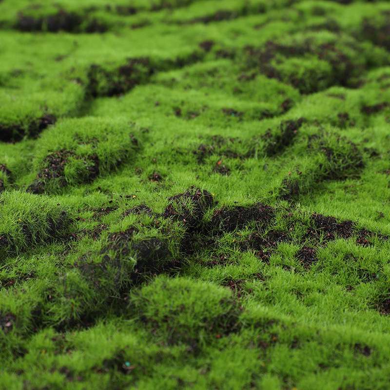 厂家 仿真苔藓草坪造景绿植物墙人造假苔藓微景观盆景裂纹草皮