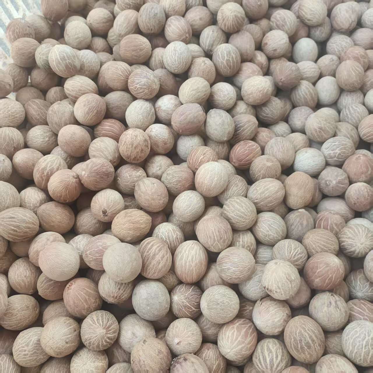 缅甸菩提根超大颗粒菩提根 工厂直售