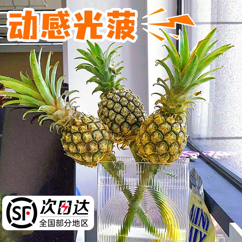 水培小菠萝动感光菠水养绿植云南黑凤梨可食用室内插花办公室植物图片