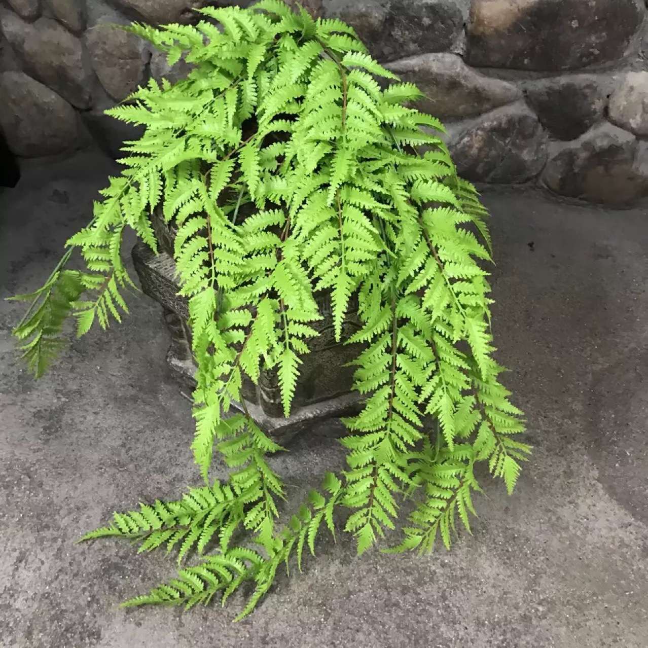 仿真大壁挂波斯草蕨草植物墙装饰绿植婚庆摄影家居遮挡仿真绿植