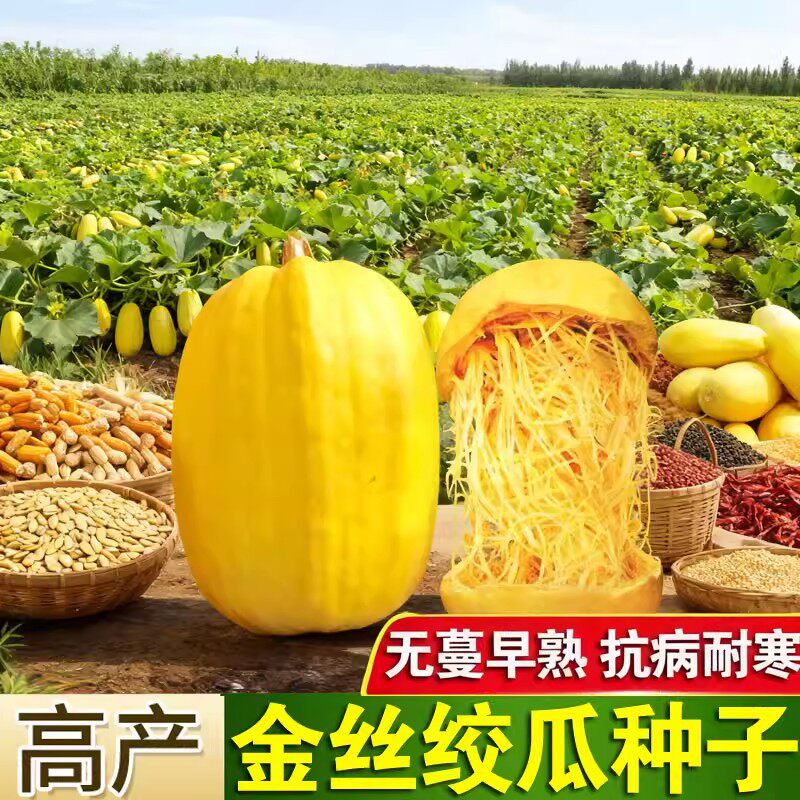 金丝绞瓜种子鱼翅粉丝绞瓜黄金角南瓜蔬菜秧苗阳台盆栽庭院种籽孑