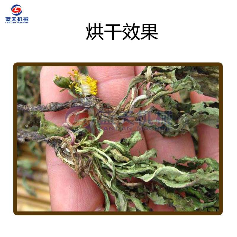 小型蒲公英烘干机 商用婆婆丁黄花地丁烘干箱 蒲公草除湿烘干设备