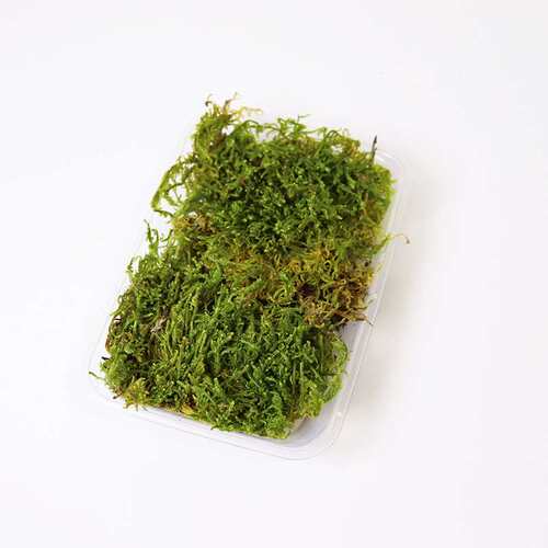 永生苔藓白发藓大灰藓鹿角藓庭院铺面真苔藓植物墙装饰室内造景