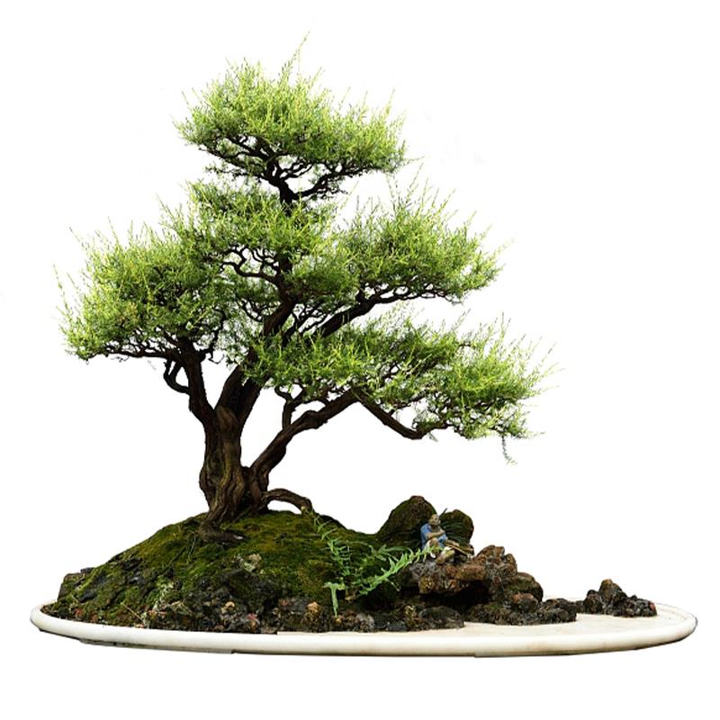 造型罗汉松 迎宾迎客松树苗 庭院造景盆景绿化别墅室外罗汉松大树