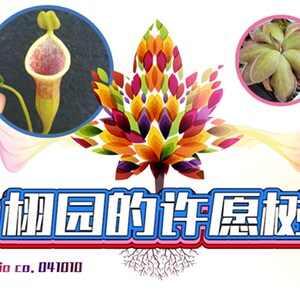【栩园的许愿树】
