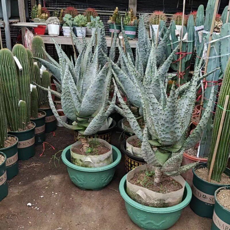 仙人掌耐热山地芦荟鬼切盆栽庭院花园别墅民宿阳台沙生花境大植物