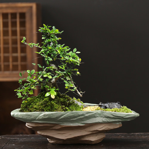 哥窑花盆陶瓷紫砂兰花专用蝴蝶兰绿植造景室内客厅吊兰文竹盆景盆