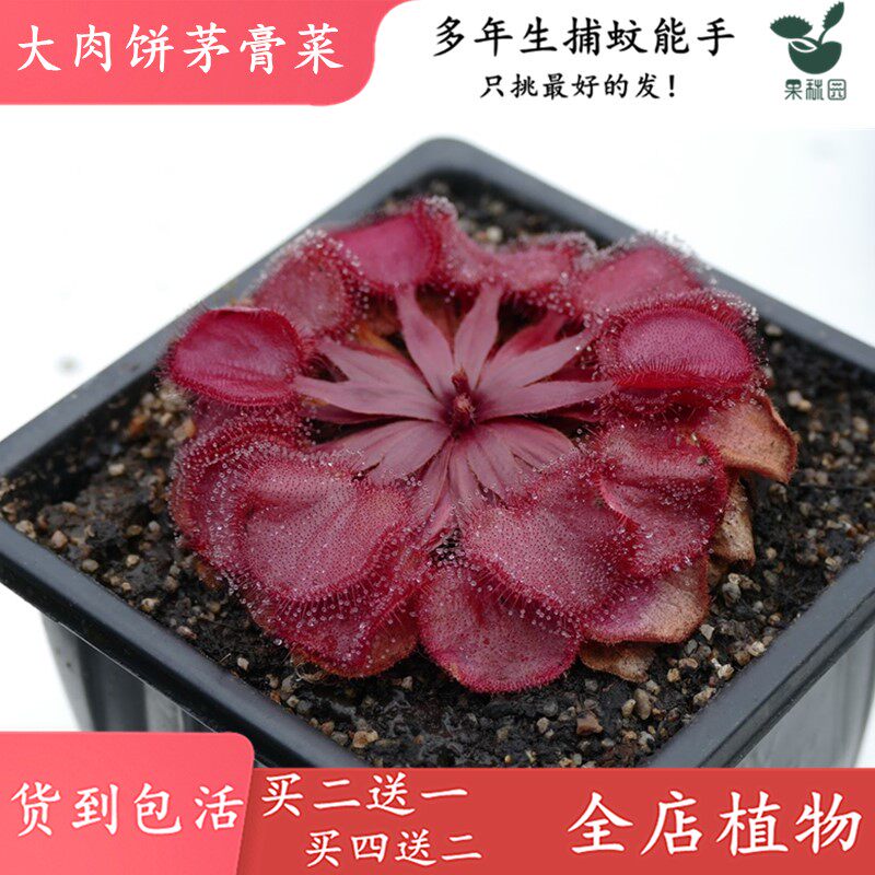 大肉饼茅膏菜【可爱迷你造景缸景观食虫植物食虫草植物界粘虫纸】图片