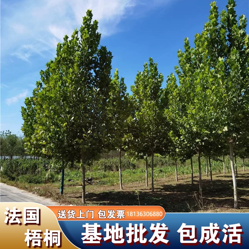 法国梧桐树苗大树庭院风景遮阳树行道园林绿化苗南方种植青桐法桐