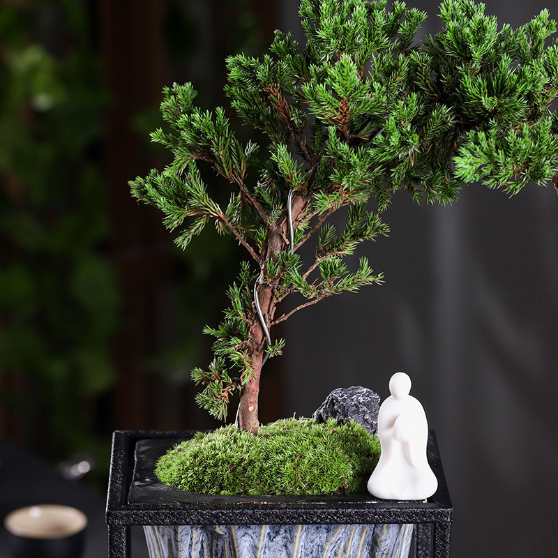 迎客松文竹盆景室内鱼缸盆栽山水倒影玄关茶室书房摆件绿植造景